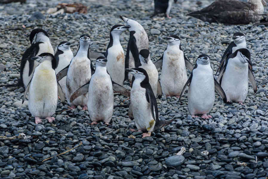 Pingüino Chinstrap - islas Georgias del Sur 17.jpg